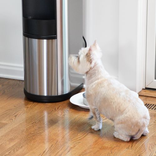 dog waiting for a drink from a bottled water cooler
