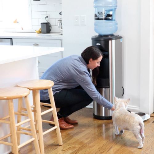 dog drinking bottled water from a 5-gallon water cooler