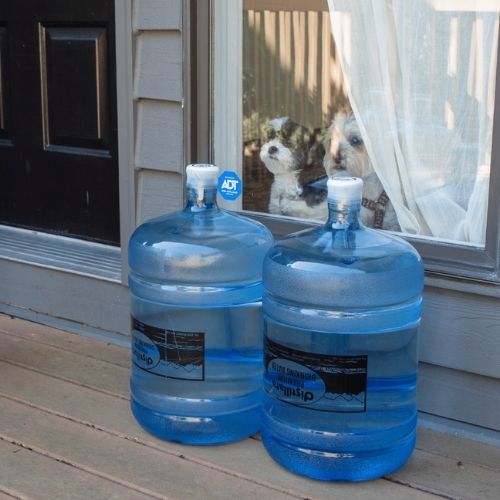 dogs in window with 5-gallon water bottles