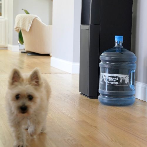 Pet in a home setting with a water cooler.
